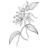 Vanilla_Pollination project thumbnail