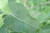 FGVC8_Plant_Diseases_Classify project thumbnail