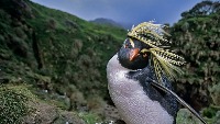Animal project thumbnail