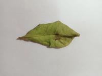 Lemon Leaf Diseasesam project thumbnail