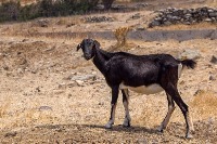HarmfulAnimalInTheField project thumbnail