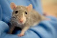 rodent detector project thumbnail