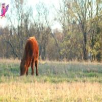 cow project thumbnail
