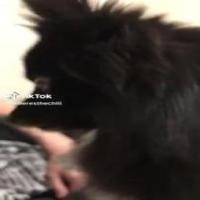 dog project thumbnail