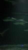 Underwater Object Detection project thumbnail