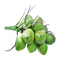 Coconut maturity project thumbnail