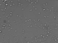 Cell Class 4-1_NoArtificialImgs project thumbnail