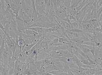 Cell-Class-Segmented project thumbnail