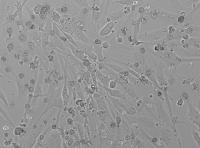 Cell Class 4-2 project thumbnail