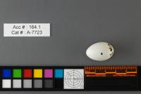 bird breeds project thumbnail