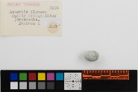 EGG_CLASSIFY project thumbnail