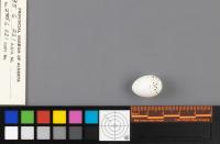 EGG_CLASSIFICATION project thumbnail