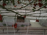 tomato-stem-seg-test project thumbnail