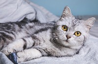 Cat Breed Detector project thumbnail