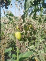 Tomatos Detection project thumbnail