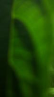 HERBAL PLANTS DETECTION project thumbnail