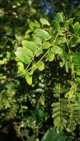 HERBAL PLANTS DETECTION project thumbnail