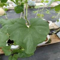 Melon-Leaf-Disease Detection project thumbnail