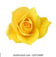 rose project thumbnail