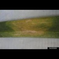 onion disease project thumbnail