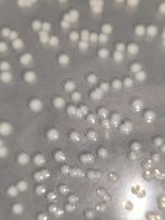 conteo_bacteriano project thumbnail