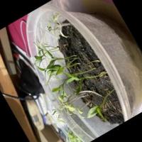 tomato-stage-detection project thumbnail