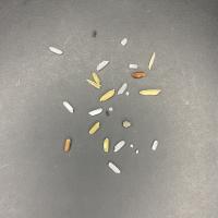 rice annotations project thumbnail