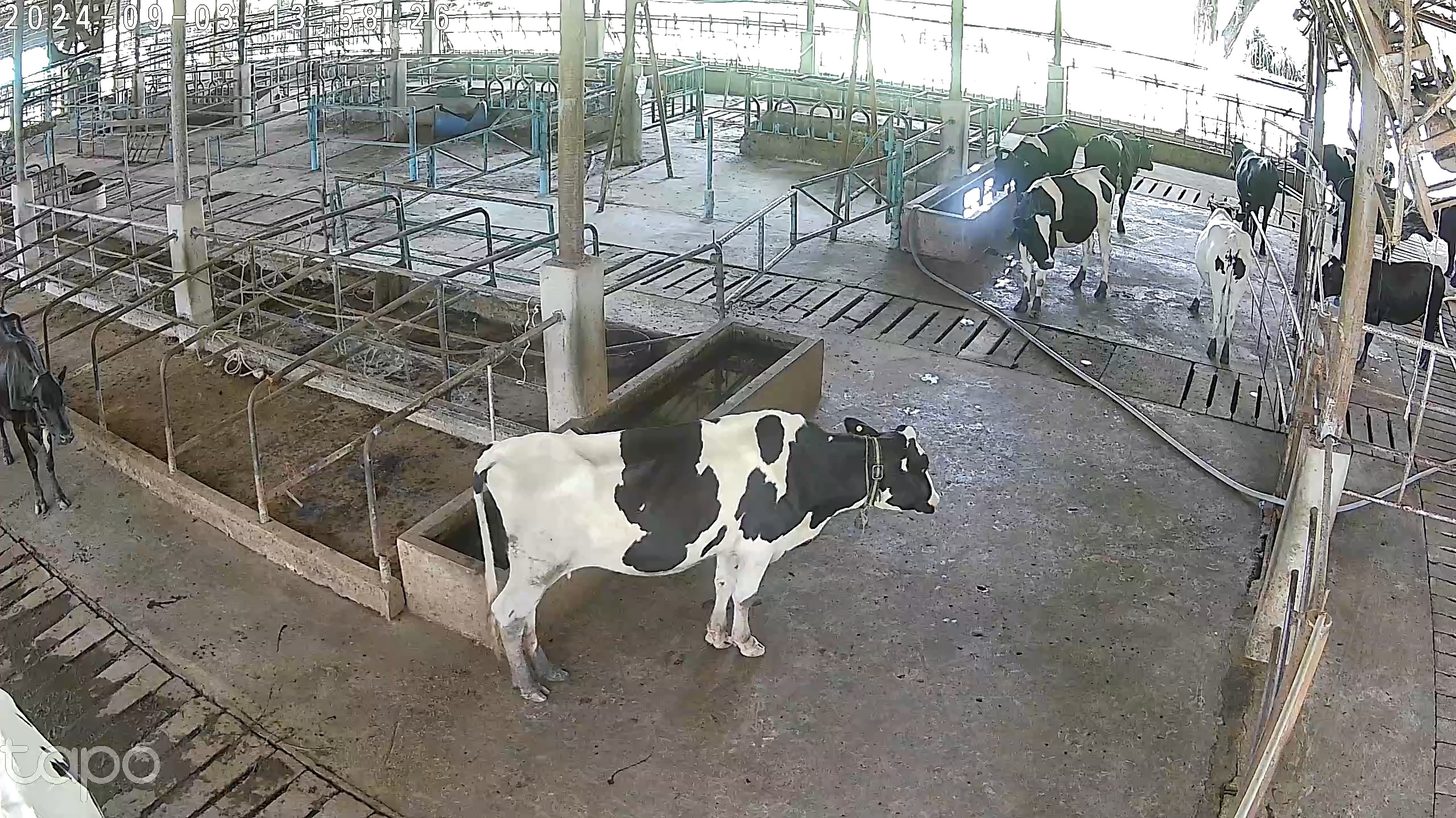 How to Use the detection_cow1 Object Detection API