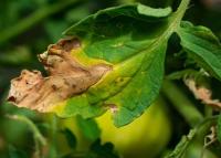 Plant Disease Detection project thumbnail