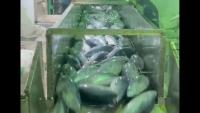 fish project thumbnail