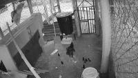 chickens project thumbnail