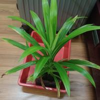 Pandan Leaf Detection project thumbnail