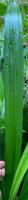 pandan_leaf_health project thumbnail