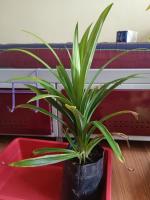 pandan_leaf_detection_2 project thumbnail