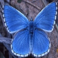Buterfly classfication project thumbnail