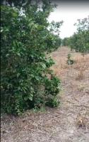 Arboles_naranjas project thumbnail