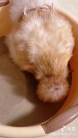 Find chicken project thumbnail