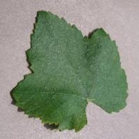 Leaf Detection project thumbnail