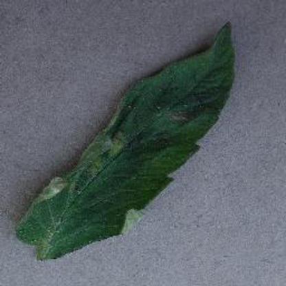 Detecting Leaf Ailment Object Detection Dataset By Projekatdetekcija