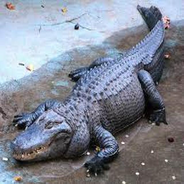 Crocodile Cat anotation Object Detection Dataset and Pre-Trained Model ...