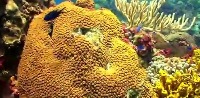 Fish AI Class project thumbnail