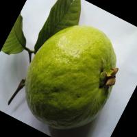 guava project thumbnail