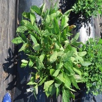 Plant Growth Stage Detection project thumbnail