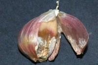 garlic project thumbnail