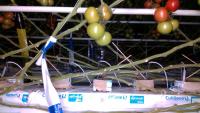 tomato-branch-detection project thumbnail