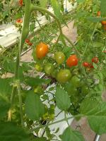 tomato-ripeness-detection project thumbnail