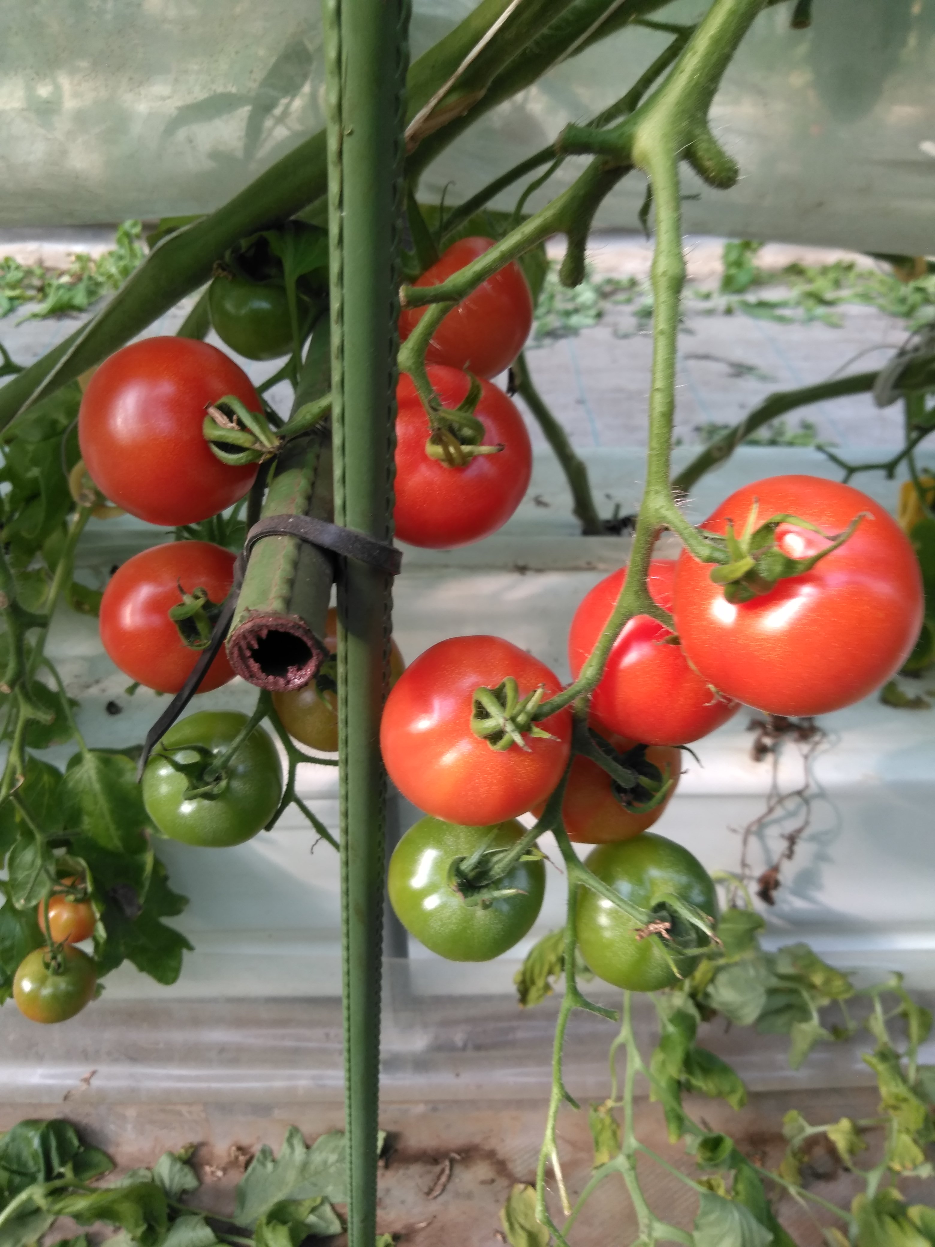 tomato-ripeness Object Detection Model by blum