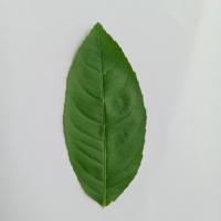 Lemon Leaf project thumbnail