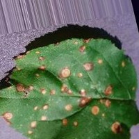 plant_disease project thumbnail