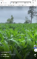 corn project thumbnail